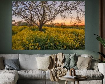 Oude majestueuze hoogstam fruitboom tussen bloeiend koolzaad van Moetwil en van Dijk - Fotografie