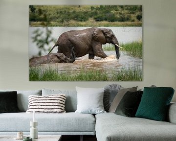 Elephants by Ed Dorrestein
