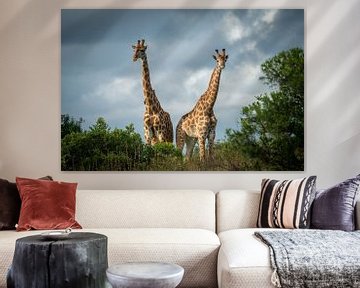 Giraffe von Ed Dorrestein