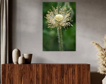 fleur de pavot sur Affect Fotografie