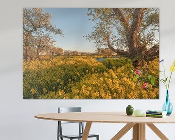 Oude fruitbomen omringd door bloeiend koolzaad van Moetwil en van Dijk - Fotografie