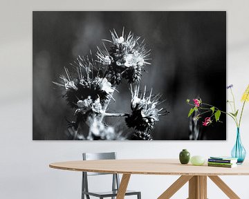 Phacelia ook wel bijenbrood genoemd zwart-wit van Frank Ketelaar