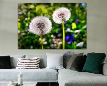 Twee paardenbloemen dansen in de wind van Jaimy Leemburg Fotografie