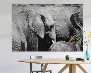 Elephant by Wilke Tiellemans