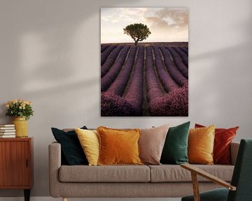 Lavender fields in France by Stefan Schäfer