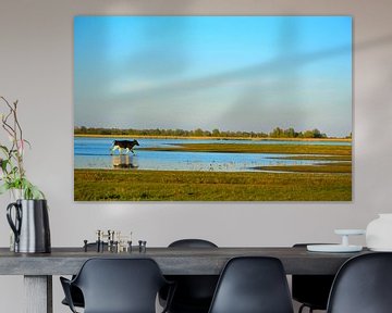 Rennende jonge stier in het water, Lauwersmeer, Ezumakeeg van Mark van der Werf