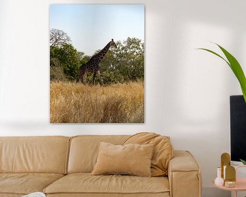 South African Giraffe von Ian Schepers