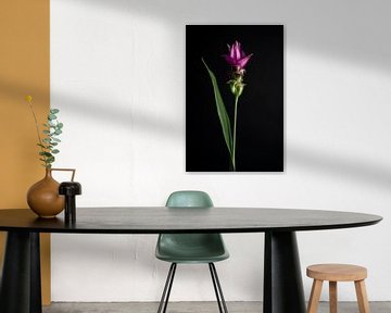 Foto einer lila Siamesischen Tulpe von Florence Schmit