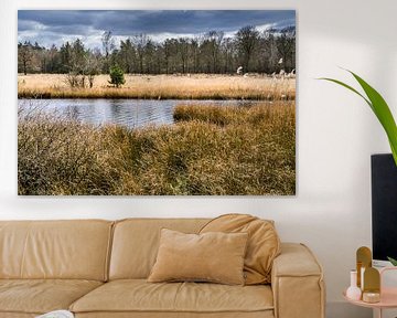 Lac dans la réserve naturelle de Kootwijkerzand