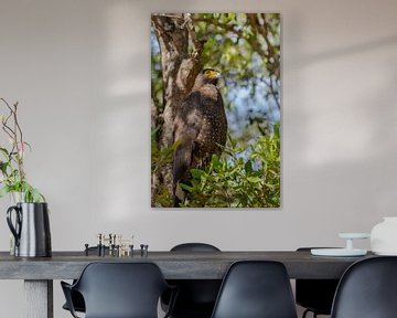 Indischer Schlangenadler von Jeroen de Weerd