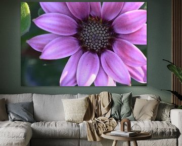 Osteospermum