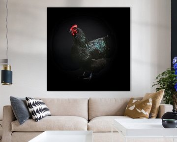 Schwarzes Hühnerfoto auf schwarzem Hintergrund von Florence Schmit