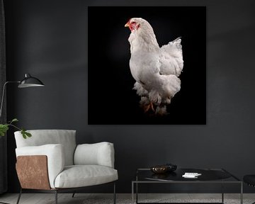 White chicken photo on black background by Florence Schmit