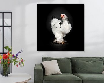 White chicken photo on black background