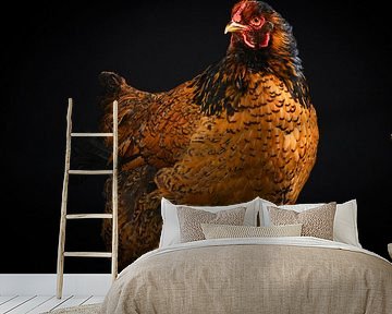 Brown chicken photo on black background by Florence Schmit