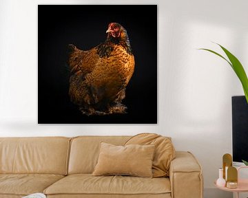 Photo d'un poulet brun sur fond noir sur Florence Schmit