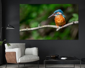 Kingfisher in panoramabeeld