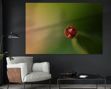 Coccinelle