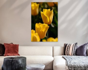 Tulipes sur Erik Koole