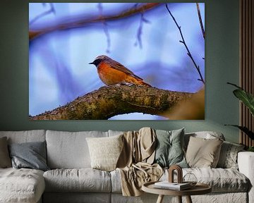 Collier Redstart sur Erik Koole