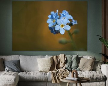 Forget-me-not with ochre background