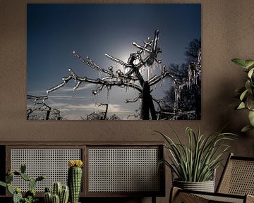 Bevroren fruitboom met tegenlicht van John Linders