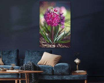 Hyacinth by Steffen Gierok