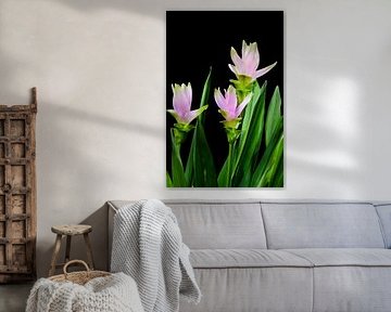 curcuma bloemen van 7Horses Photography