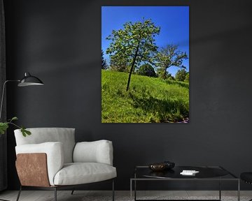 Trees on a slope