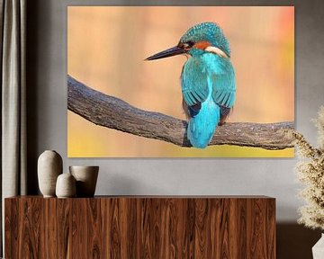 IJsvogel links kijkend