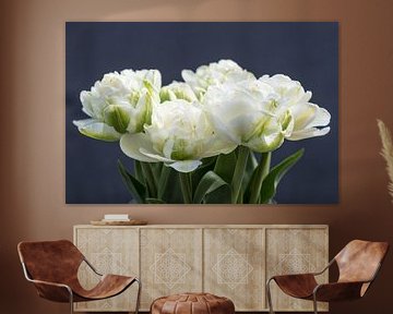 White peony tulips on dark background by Idema Media