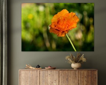 solo orange poppy on hazy green background by Idema Media