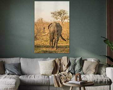 De kont van een olifant in Zuid-Afrika van Lizanne van Spanje
