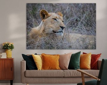 Een leeuw in het Hlane Royal National Park - Swaziland van Lizanne van Spanje