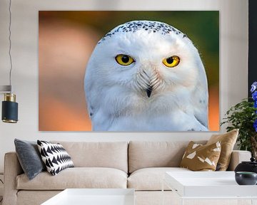 Snowy owl by Heiko Lehmann