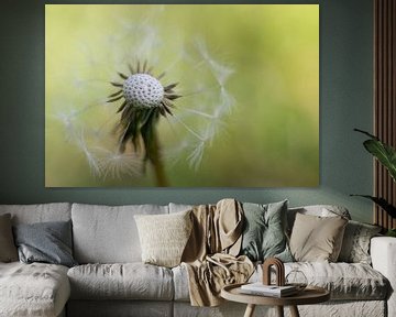 Dandelion against green background by The All Seeing Eye