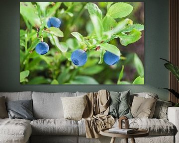 Bilberries in Swedish forest sur Wijnand Loven