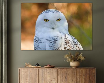 Snowy owl by Heiko Lehmann