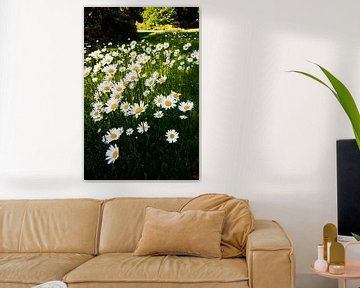 champ de marguerites sur Prints by Eef