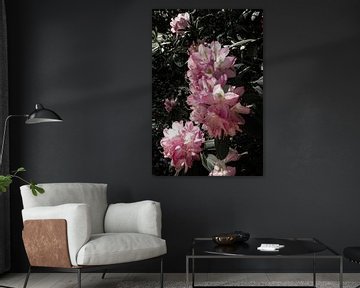 Rosa Rhododendren von Prints by Eef