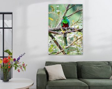 Quetzal by Merijn Loch