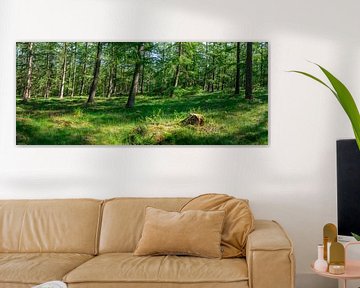 bomen op een kleine helling van zeilstrafotografie.nl