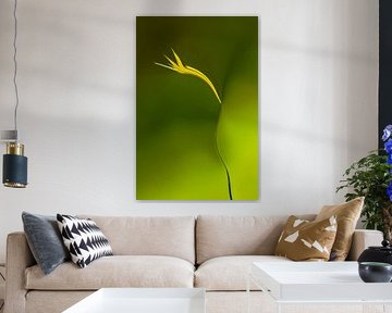 Blume
