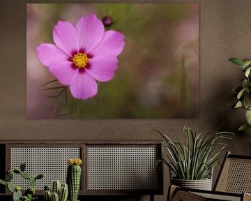 Roze cosmos van LHJB Photography