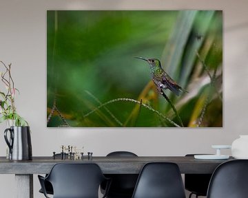 Kolibri by Merijn Loch