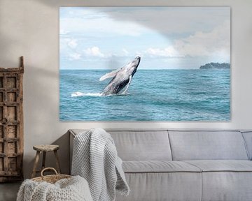 Whales by Merijn Loch