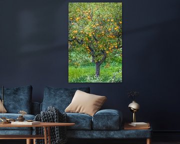 Mandarin tree in the village of Fornalutx, Mallorca by Christian Müringer