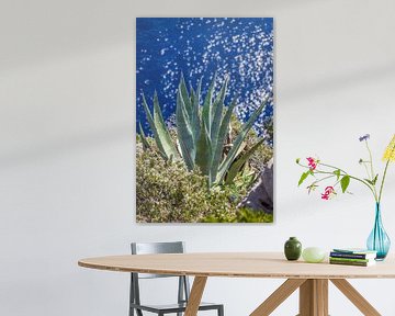 Agave on the cliffs of Capri by Christian Müringer