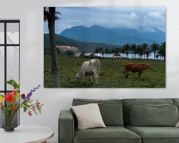 Grazende koeien aan de oostkust van Taiwan met de bergen op de achtergrond van Michiel Dros
