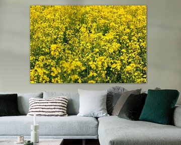 Canola van Thomas Jäger